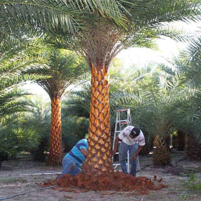 Two workers root-pruning a palm trunk from a ladder before delivery