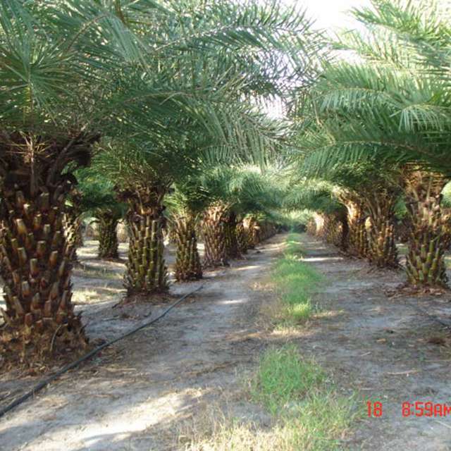 Canopy of Sylvester palms arching over a path at the Vero Beach farm