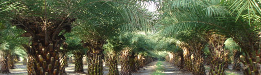 Ultra-wide view of the Sylvestris Tree Farms palm canopy