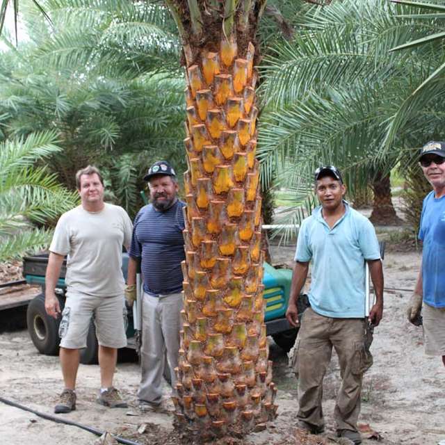 The Sylvestris Tree Farms crew standing beside a mature Sylvester palm in the field