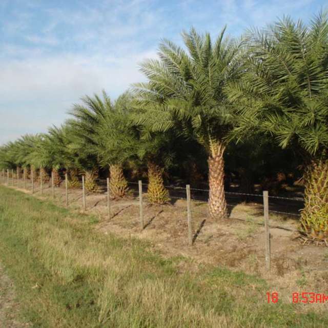Fenced row of field-grown Sylvester palms stretching toward the horizon at the Vero Beach farm