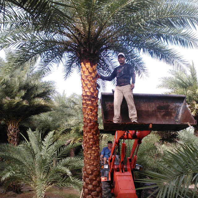 Worker in a loader bucket pruning fronds on a mature Sylvester palm