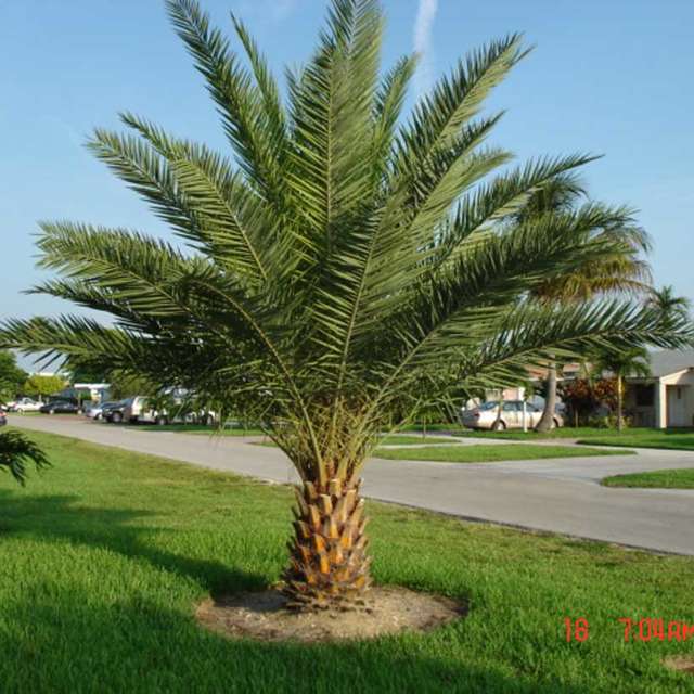 Mature Sylvester palm installed in a residential yard