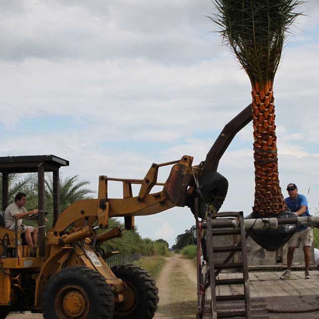 Loader lifting a root-wrapped Sylvester palm onto a delivery trailer at the farm