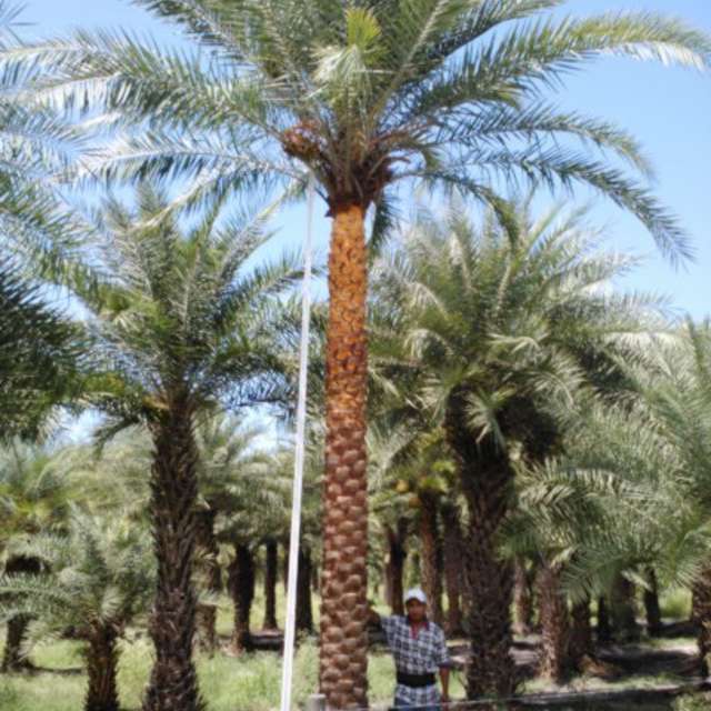 Worker using a measuring pole on a field-grown Sylvester palm